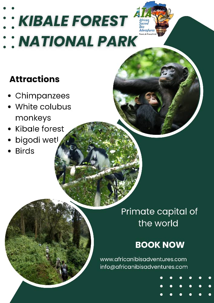 African Ibis Adventures