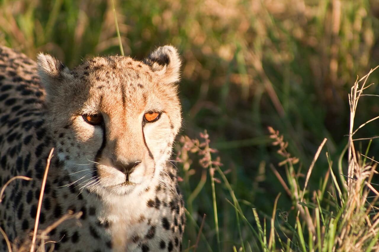 Kidepo Valley National Park Uganda remote wilderness safari