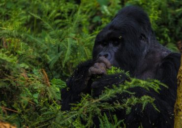 A gorilla safari in Uganda