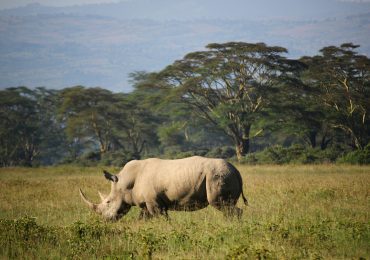 Rhino tracking in Uganda