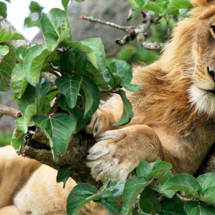  5 DAYS UGANDA GORILLA & WILDLIFE ADVENTURE