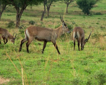 3-DAY LAKE MBURO SAFARI