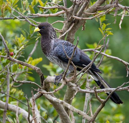 10 DAY KIDEPO EASTERN & NORTHERN CIRCUIT SAFARI