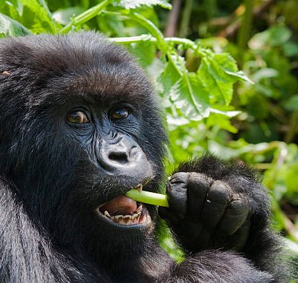 13-Day Uganda & Rwanda Adventure
