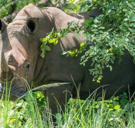 15 Days  Ultimate Safari