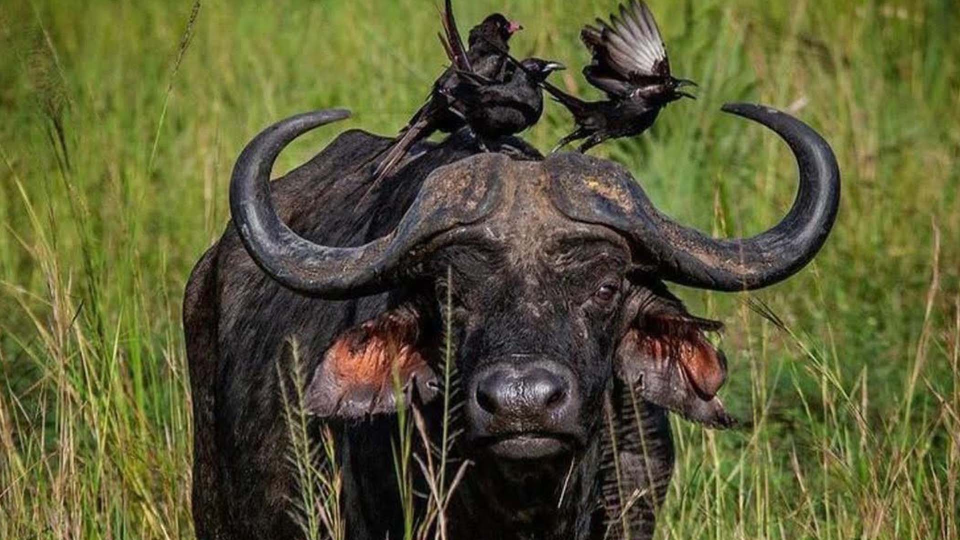 Lake Mburo National Park walking safari Uganda wildlife