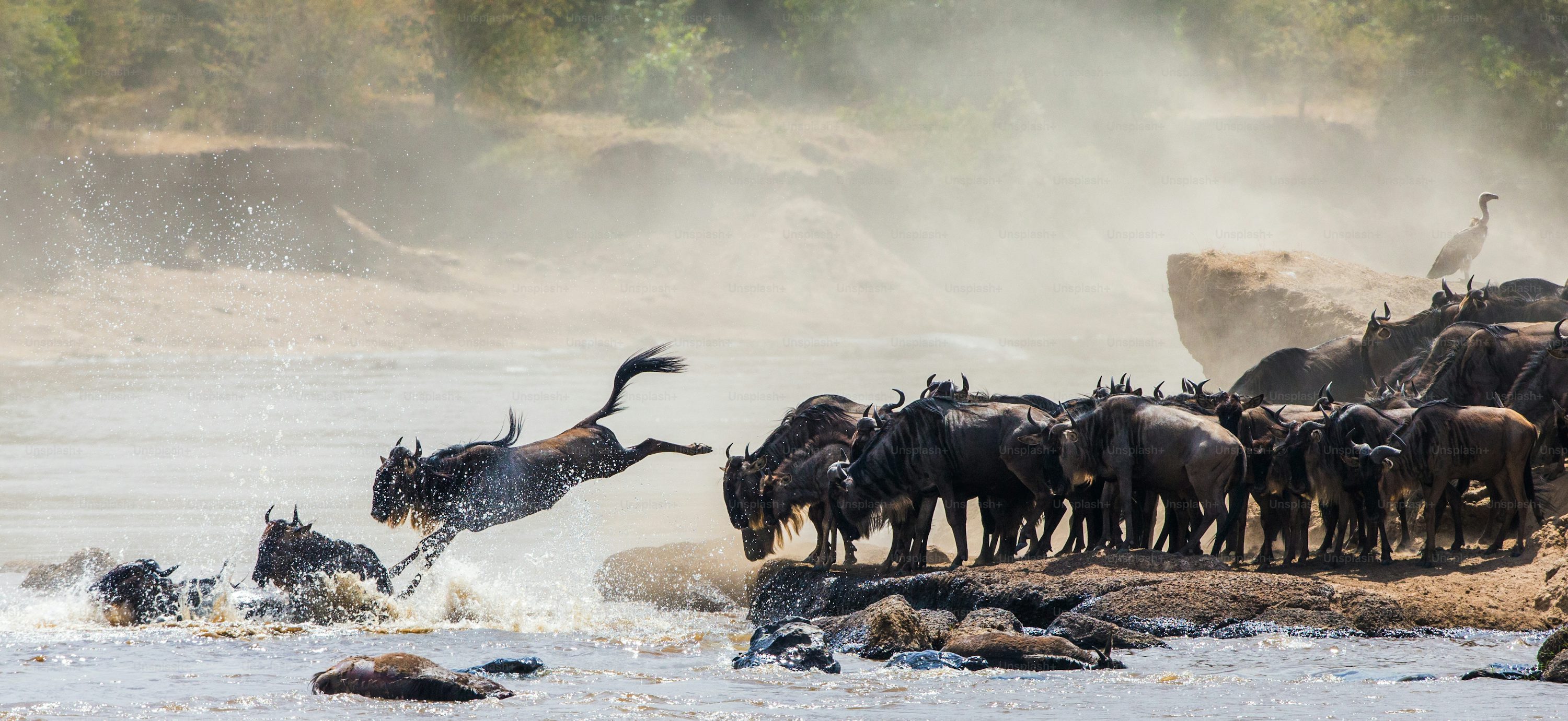 African Sacred Ibis Adventures
