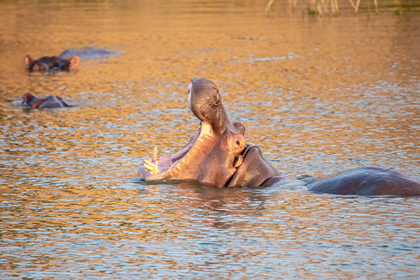 Lake Mburo National Park